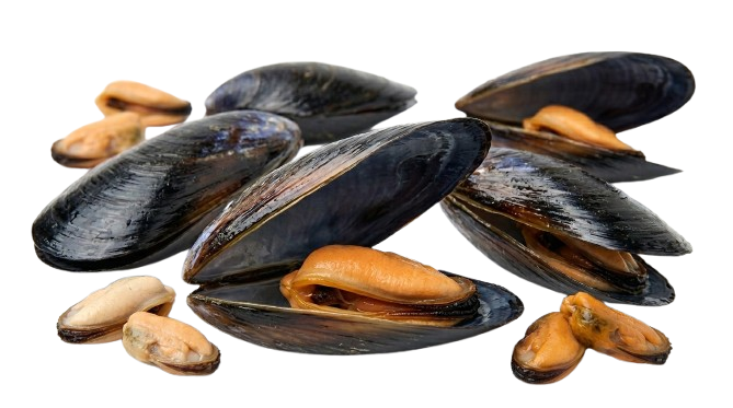 Mussels (Meat, Half Shell, Whole)