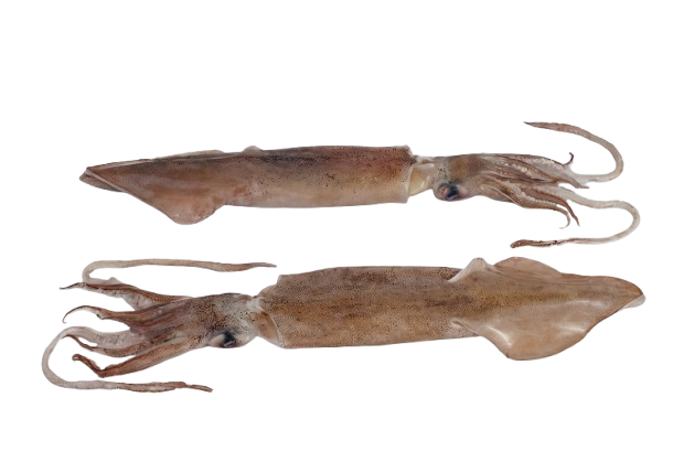 Loligo Squid