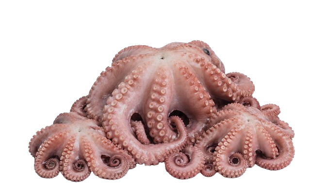 Octopus