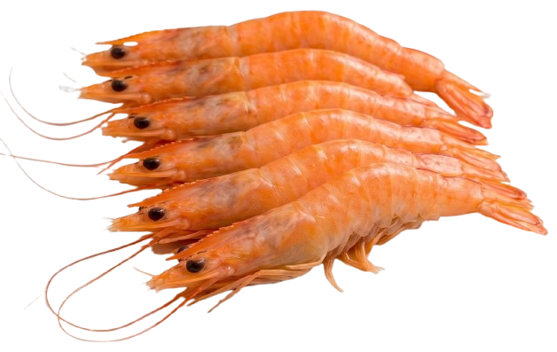 Cooked Shrimp