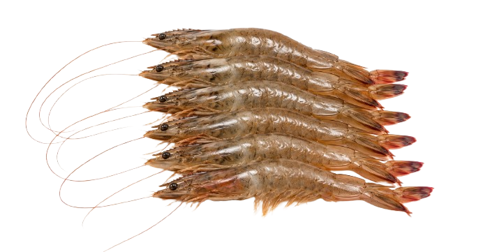 Crustaceans