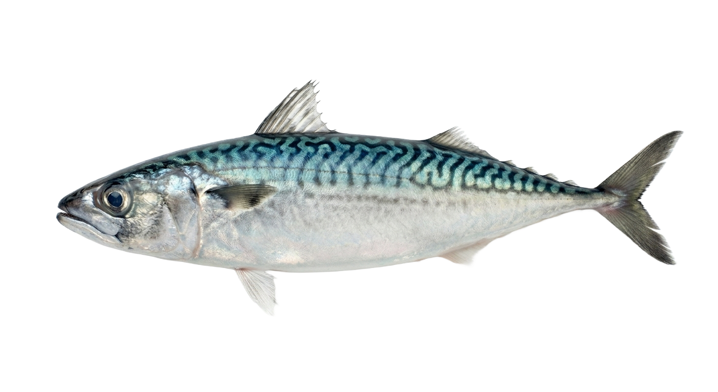 Atlantic Mackerel