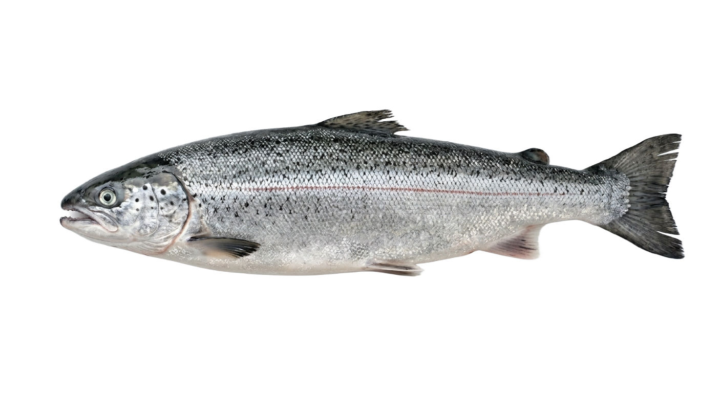 Salmon