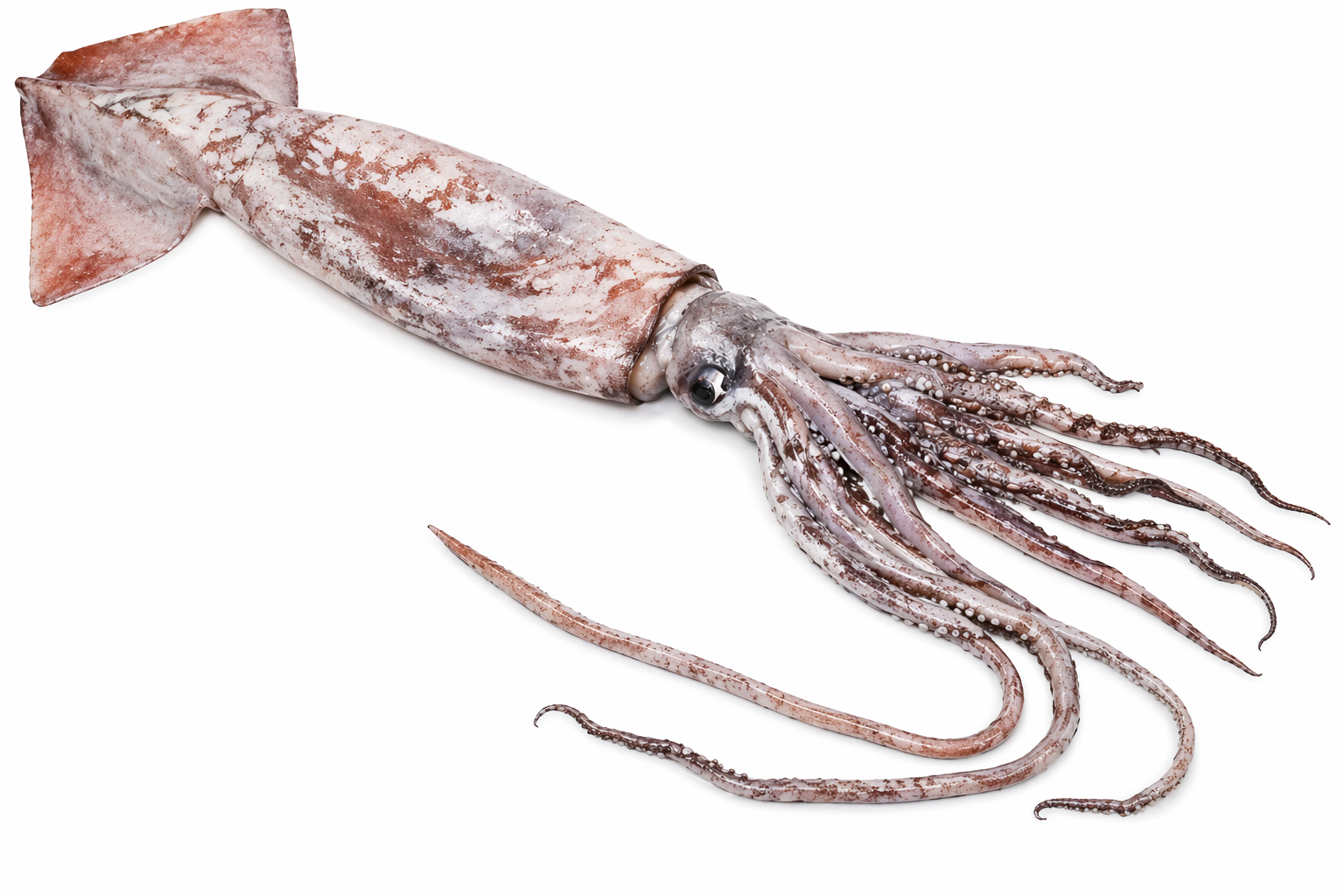 Giant Squid