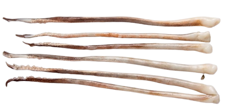 Giant Squid Reproductive Tentacles