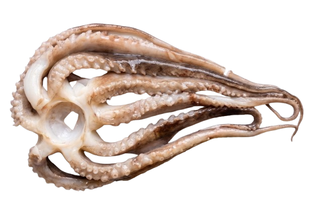 Giant Squid Tentacles